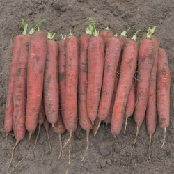 Marchew  Redsun F1 100 tyś. nasion precyzja st